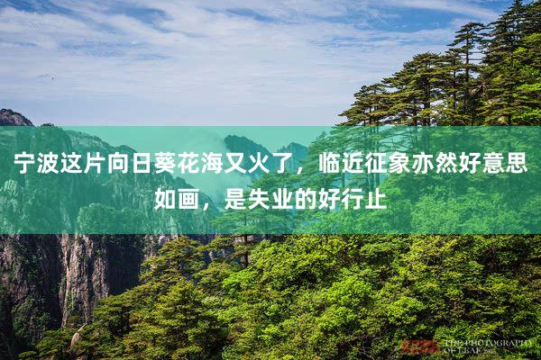 宁波这片向日葵花海又火了，临近征象亦然好意思如画，是失业的好行止