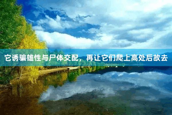 它诱骗雄性与尸体交配，再让它们爬上高处后故去